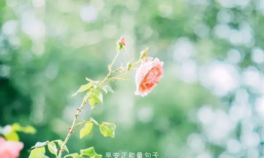 微信早安问候语大全 朋友圈早安问候语图片